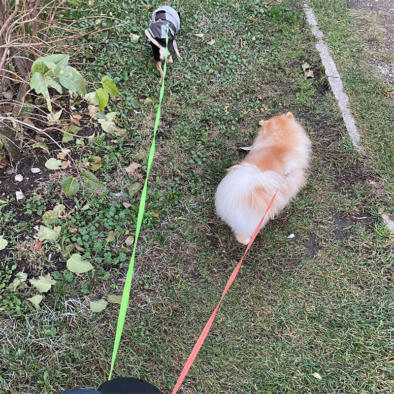 Correa retráctil para perros pequeños, reflectante, doble, con giro de 360° y luces. Productos para mascotas.